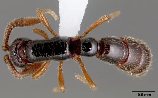 Zasphinctus sarowiwai specimen CASENT0004521 image casent0004521_1