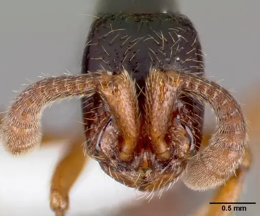 Zasphinctus sarowiwai specimen CASENT0004521 image casent0004521_2