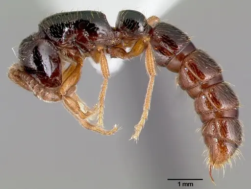 Zasphinctus sarowiwai specimen CASENT0004521 image casent0004521_3