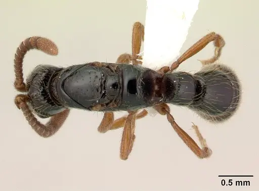 Zasphinctus sarowiwai specimen CASENT0178890 image casent0178890_1