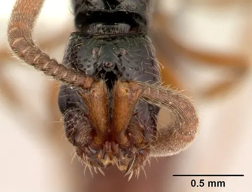 Zasphinctus sarowiwai specimen CASENT0178890 image casent0178890_2