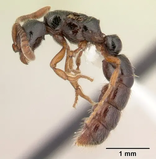 Zasphinctus sarowiwai specimen CASENT0178890 image casent0178890_3
