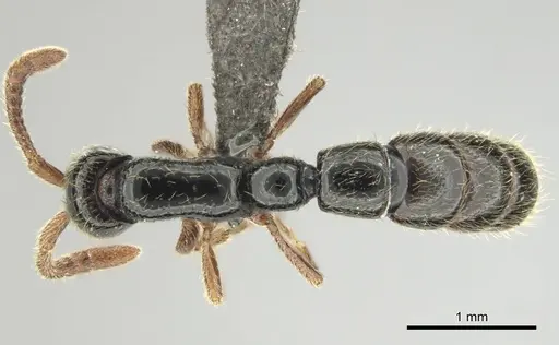 Zasphinctus sarowiwai specimen CASENT0254677 image casent0254677_1