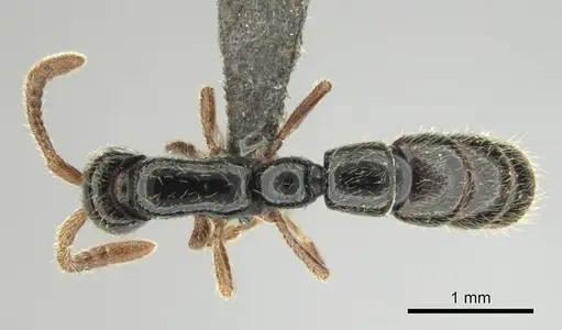 Zasphinctus sarowiwai specimen CASENT0254677 image casent0254677_2