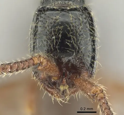 Zasphinctus sarowiwai specimen CASENT0254677 image casent0254677_3