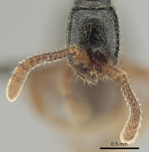 Zasphinctus sarowiwai specimen CASENT0254677 image casent0254677_4