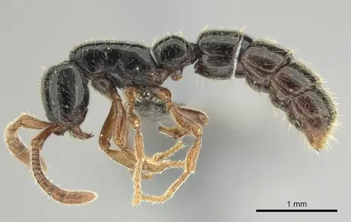 Zasphinctus sarowiwai specimen CASENT0254677 image casent0254677_5