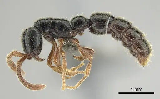 Zasphinctus sarowiwai specimen CASENT0254677 image casent0254677_6
