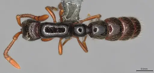 Zasphinctus sarowiwai specimen CASENT0352811 image casent0352811_1