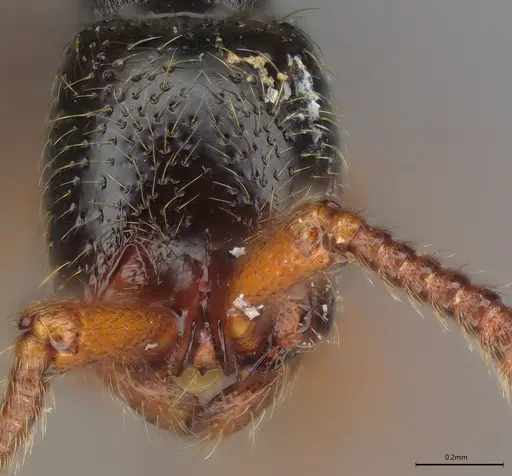 Zasphinctus sarowiwai specimen CASENT0352811 image casent0352811_3