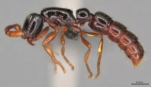Zasphinctus sarowiwai specimen CASENT0352811 image casent0352811_4