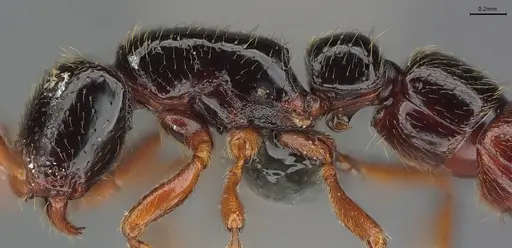 Zasphinctus sarowiwai specimen CASENT0352811 image casent0352811_5