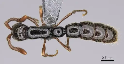 Zasphinctus sarowiwai specimen CASENT0352813 image casent0352813_1