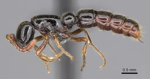 Zasphinctus sarowiwai specimen CASENT0352813 image casent0352813_3
