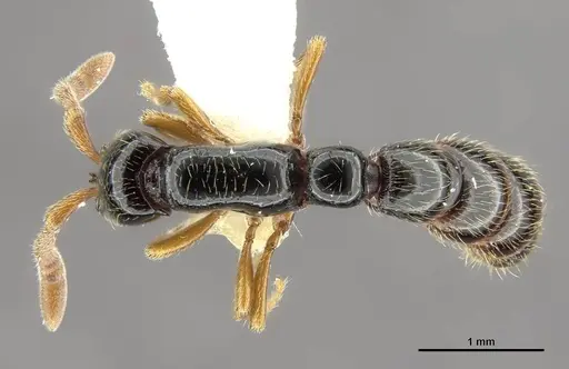 Zasphinctus sarowiwai specimen CASENT0764650 image casent0764650_1