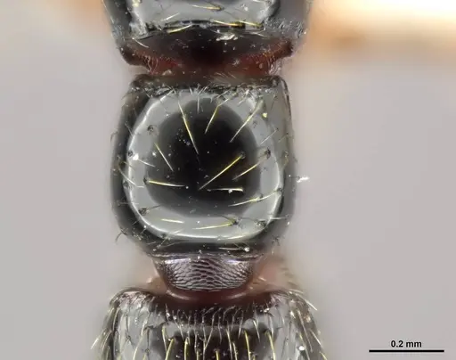 Zasphinctus sarowiwai specimen CASENT0764650 image casent0764650_2