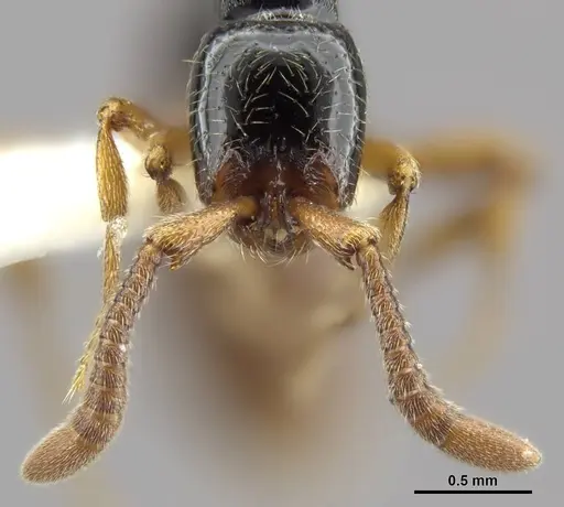 Zasphinctus sarowiwai specimen CASENT0764650 image casent0764650_3