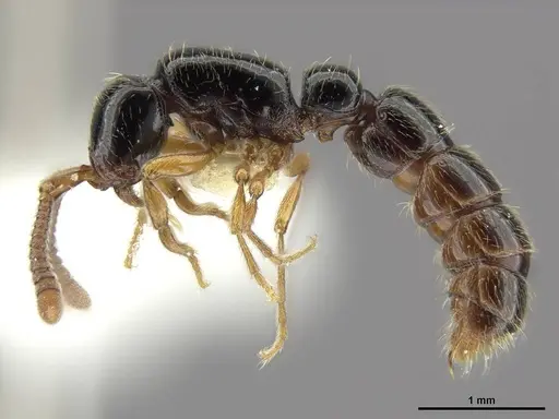 Zasphinctus sarowiwai specimen CASENT0764650 image casent0764650_4