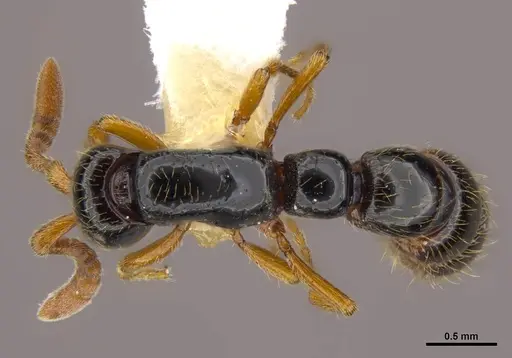 Zasphinctus sarowiwai specimen CASENT0764654 image casent0764654_1