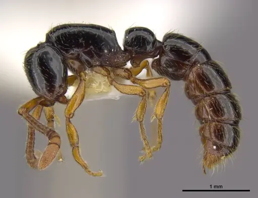 Zasphinctus sarowiwai specimen CASENT0764654 image casent0764654_4
