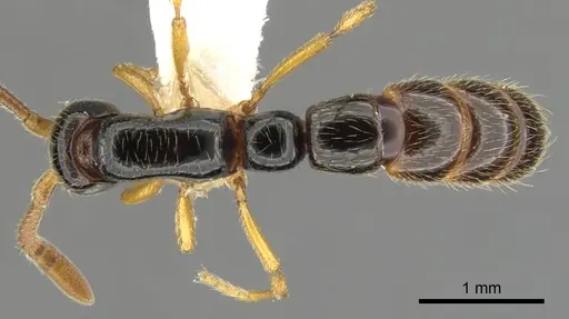 Zasphinctus sarowiwai specimen CASENT0900310 image casent0900310_1