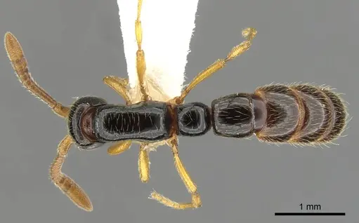 Zasphinctus sarowiwai specimen CASENT0900310 image casent0900310_2