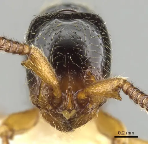 Zasphinctus sarowiwai specimen CASENT0900310 image casent0900310_3