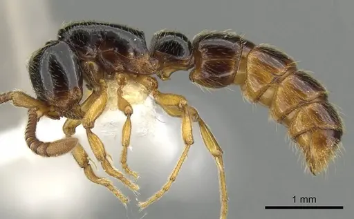 Zasphinctus sarowiwai specimen CASENT0900310 image casent0900310_4