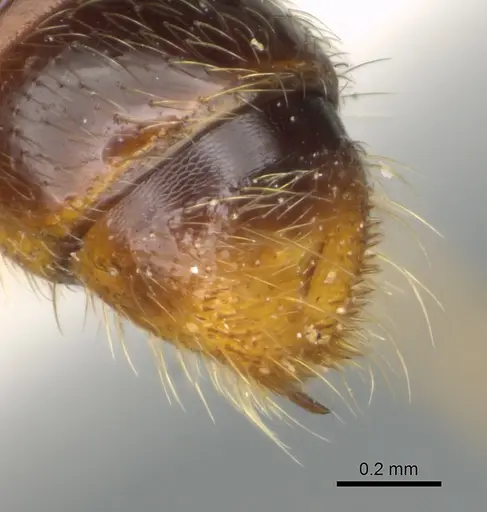 Zasphinctus sarowiwai specimen CASENT0900310 image casent0900310_5