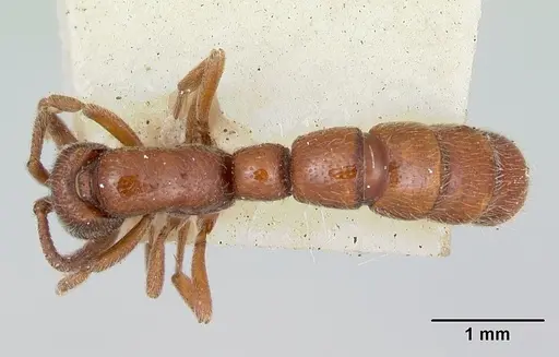 Zasphinctus septentrionalis specimen CASENT0173062 image casent0173062_1