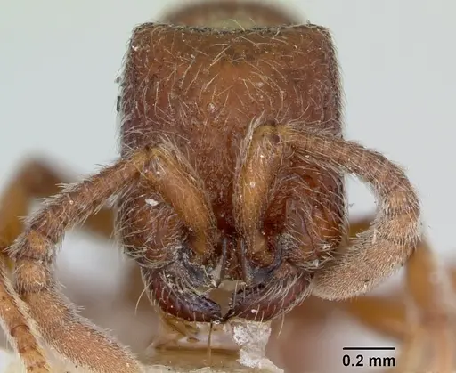 Zasphinctus septentrionalis specimen CASENT0173062 image casent0173062_2