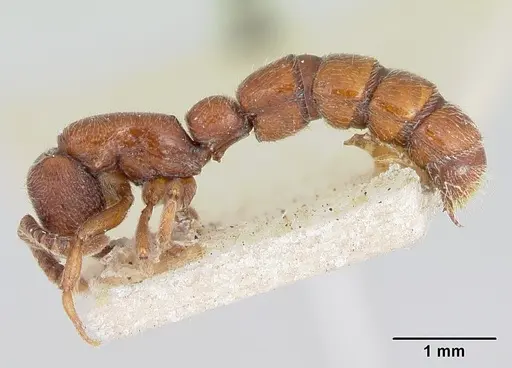 Zasphinctus septentrionalis specimen CASENT0173062 image casent0173062_3