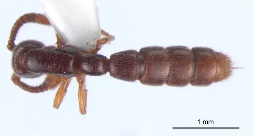 Zasphinctus siamensis specimen THNHM-I-00008 image thnhm-i-00008_1