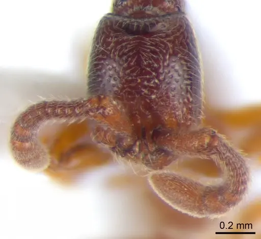 Zasphinctus siamensis specimen THNHM-I-00008 image thnhm-i-00008_2