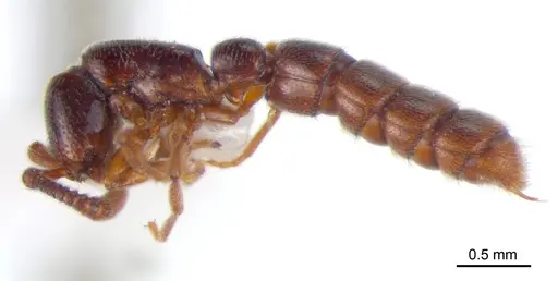 Zasphinctus siamensis specimen THNHM-I-00008 image thnhm-i-00008_3