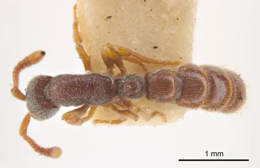 Zasphinctus steinheili specimen ANTWEB1008186 image antweb1008186_1