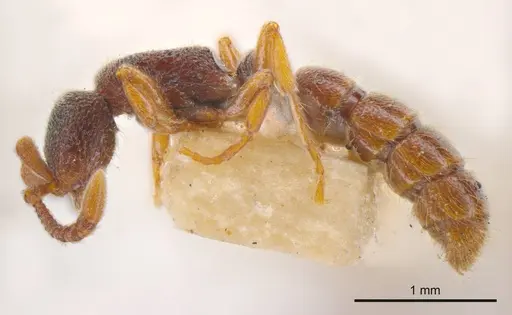 Zasphinctus steinheili specimen ANTWEB1008186 image antweb1008186_2