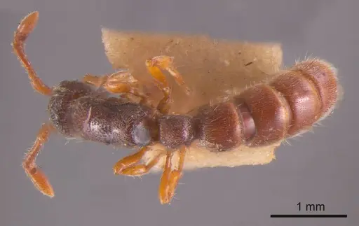 Zasphinctus steinheili specimen ANTWEB1008189 image antweb1008189_1