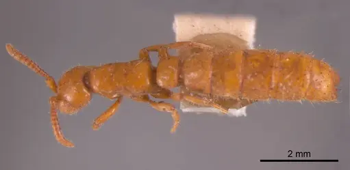 Zasphinctus steinheili specimen ANTWEB1008259 image antweb1008259_1