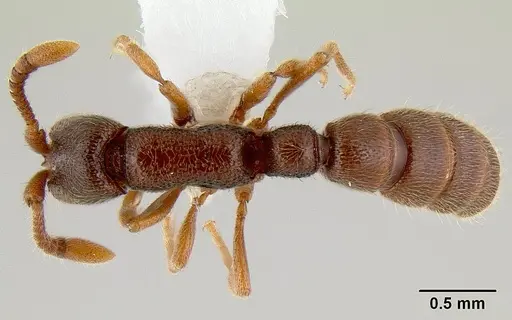 Zasphinctus steinheili specimen CASENT0106076 image casent0106076_1