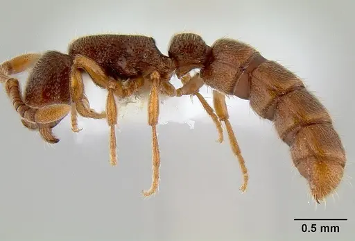 Zasphinctus steinheili specimen CASENT0106076 image casent0106076_3
