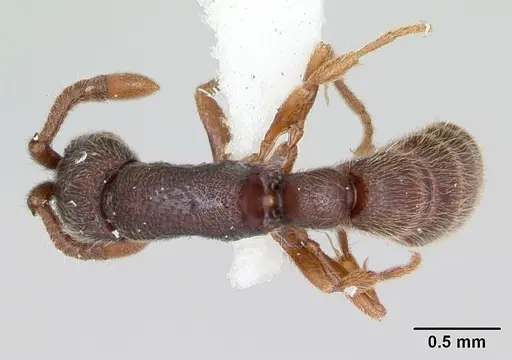 Zasphinctus steinheili specimen CASENT0173064 image casent0173064_1