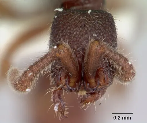 Zasphinctus steinheili specimen CASENT0173064 image casent0173064_2