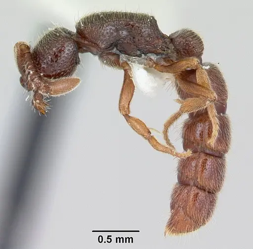 Zasphinctus steinheili specimen CASENT0173064 image casent0173064_3