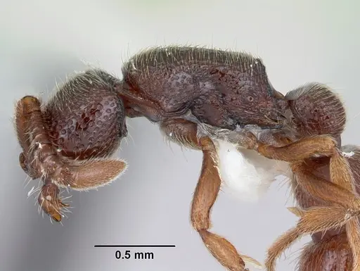 Zasphinctus steinheili specimen CASENT0173064 image casent0173064_4