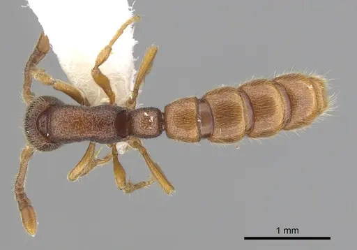 Zasphinctus steinheili specimen CASENT0249330 image casent0249330_1