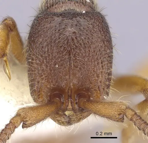 Zasphinctus steinheili specimen CASENT0249330 image casent0249330_2