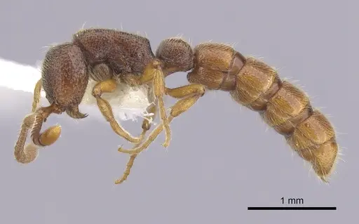 Zasphinctus steinheili specimen CASENT0249330 image casent0249330_3
