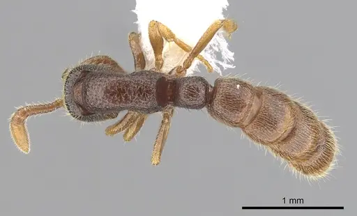 Zasphinctus steinheili specimen CASENT0249331 image casent0249331_1