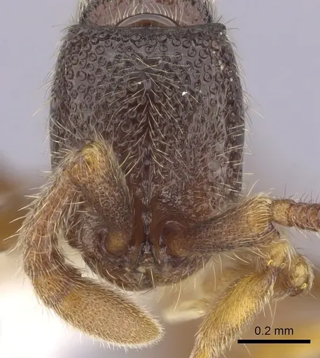 Zasphinctus steinheili specimen CASENT0249331 image casent0249331_2